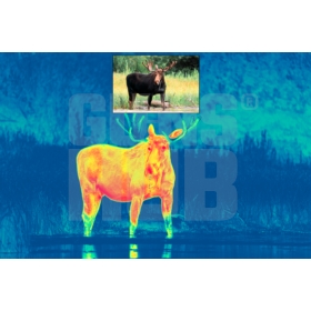 Pulsar Thermion DUO DXP50